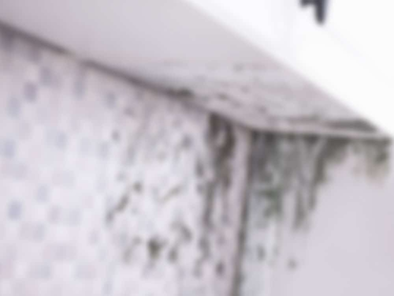 Schimmelsanierung bei Musterfirma in Musterstadt